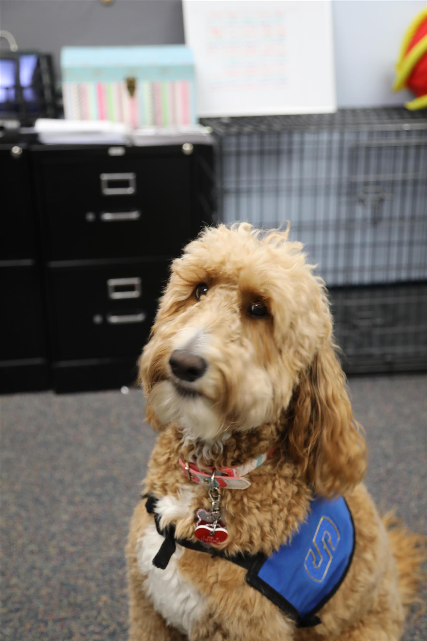 Therapy dog Cali