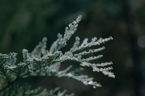 Picture of conifer branch